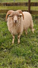 Ouessant Quessant ram €5,00, Dieren en Toebehoren, Schapen, Geiten en Varkens, Mannelijk, Schaap