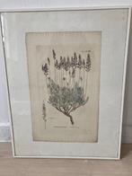 Grafische prent, Antiek en Kunst, Kunst | Litho's en Zeefdrukken, Ophalen of Verzenden