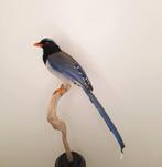 Gezocht: overleden vogels voor opzetten