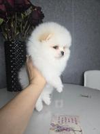 White Bearface Pomeriaan/Pomeranian Binnenkort in NL, 15 weken tot 1 jaar, Reu, Buitenland, Meerdere