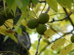 Juglans nigra - Zwarte walnoot, Tuin en Terras, Planten | Bomen, Halfschaduw, Lente, 250 tot 400 cm, Overige soorten