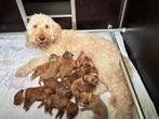 Australian labradoodle, nog 5 pups beschikbaar, Dieren en Toebehoren, Overige rassen, CDV (hondenziekte), 8 tot 15 weken, Meerdere