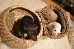 Rats INC. - !! STOP for the Best Rats !!, Meerdere dieren, Rat, Na 1 juli 2024, Tam