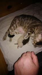 2 bengaal kittens, Dieren en Toebehoren, Meerdere dieren