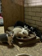 Mooie kittens, Dieren en Toebehoren, Katten en Kittens | Overige Katten, Meerdere dieren, Kortharig, 0 tot 2 jaar