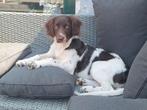 TKA lieve friese stabij pup, Dieren en Toebehoren, 15 weken tot 1 jaar, Eén hond, Nederland, Particulier