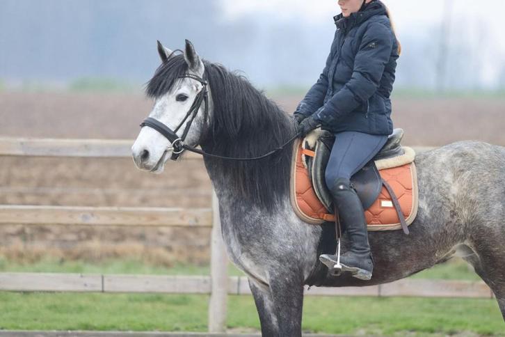 ✨ Leuke schimmel pony✨, Dieren en Toebehoren, Pony's, Merrie, Zadelmak, D pony (1.37m tot 1.48m), Recreatiepony, 7 tot 10 jaar