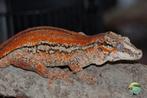 Rhacodactylus auriculatus, Dieren en Toebehoren