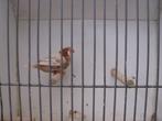 koppel isabel zebravinken, Dieren en Toebehoren, Vogels | Overige Vogels, Meerdere dieren