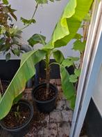 bananenplant musa basjo, Ophalen, Zomer, Overige soorten