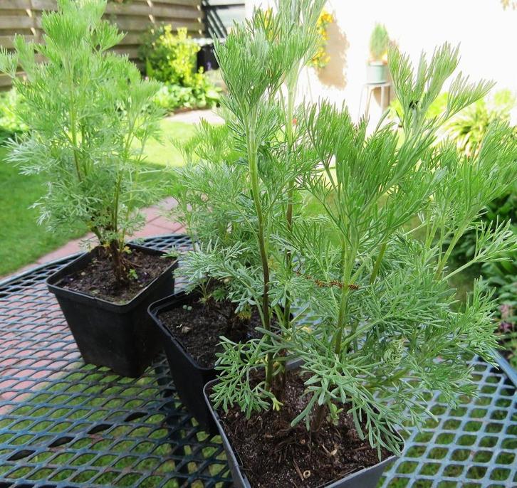 Vaste plant : Colakruid 2 euro, Tuin en Terras, Planten | Tuinplanten, Vaste plant, Overige soorten, Halfschaduw, Ophalen