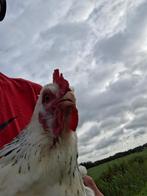 Sussex columbia hen (Truus), Dieren en Toebehoren, Pluimvee, Vrouwelijk, Kip