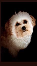 Dekreu maltipoo, Dieren en Toebehoren, Honden | Dekreuen, Parvo, Reu, 1 tot 2 jaar, Eén hond