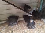 Parelgrijs en zwart chochins hennen+ mix kipjes, Dieren en Toebehoren, Vrouwelijk, Kip