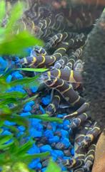 Kuhlii Loach Sumatra - Indische modderkruiper, Dieren en Toebehoren, Vissen | Aquariumvissen, Zoetwatervis, Vis