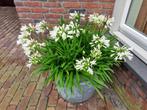 Agapanthus (wit als blauw), Tuin en Terras, Planten | Tuinplanten, Zomer, Vaste plant, Overige soorten, Ophalen