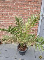 planten, Ophalen, Bloeit niet, Overige soorten, Volle zon