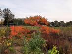 Onbespoten Fluweelbomen, Rhus Typhina, Azijnboom, Ophalen, Volle zon