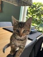 Hele lieve mooie kittens, Meerdere dieren, Kortharig, 0 tot 2 jaar