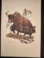 Jak, Gebruikt, Verzenden, 1980 tot heden, Dier