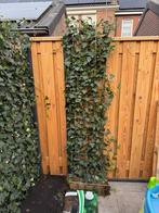 Kant en klaar hedera 50 cm x 180 cm, Tuin en Terras, Schuttingen, Ophalen, 1 tot 2 meter, Minder dan 3 meter, Nieuw