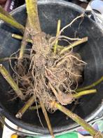 Yacon Broedknollen - Klaar om te Planten!, Tuin en Terras, Bloembollen en Zaden, Ophalen, Voorjaar, Volle zon, Knol