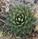 Agave Polianthiflora, Overige soorten, Volle zon, Vaste plant, Ophalen of Verzenden