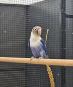 Bossanova zoekt een huisje! (Agapronis), Geslacht onbekend, Dwergpapegaai of Agapornis, Geringd