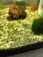 Jonge neocaridina garnaaltjes (wildkleur), Dieren en Toebehoren, Vissen | Aquariumvissen, Kreeft, Krab of Garnaal