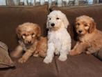 Medium labradoodle pups F3, Dieren en Toebehoren, Overige rassen, CDV (hondenziekte), 8 tot 15 weken, Meerdere