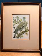 Chromolitho Wilde Vogels door Swaysland, ca. 1880, Antiek en Kunst, Kunst | Litho's en Zeefdrukken, Ophalen of Verzenden