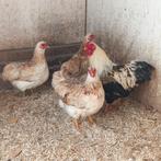 Wayandot kriel zalmkleur, Dieren en Toebehoren, Pluimvee, Meerdere dieren, Kip