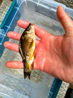 Karper, Dieren en Toebehoren, Vissen | Vijvervissen, Karper of Koi
