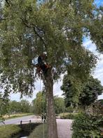 Boom (klimmend) kappen snoeien knotten boomverzorging, Tuin en Terras, Planten | Bomen, Ophalen, Volle zon, Overige soorten, 400 cm of meer