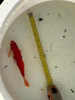 Diverse vijvervissen te koop, Dieren en Toebehoren, Vissen | Vijvervissen, Karper of Koi