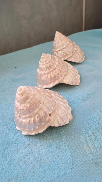 Schelpen met parelmoer beschikbaar voor biedingen