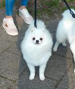 Pomeriaan Dekreu 100% Wit, FCI Stamboom, Bearface, Dieren en Toebehoren, Reu, CDV (hondenziekte), Eén hond, 3 tot 5 jaar