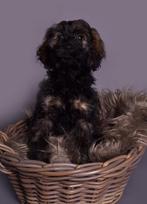 Huiskamernest cockapoo pups nog 1 reu beschikbaar, Dieren en Toebehoren, Rabiës (hondsdolheid), 8 tot 15 weken, Meerdere, Nederland