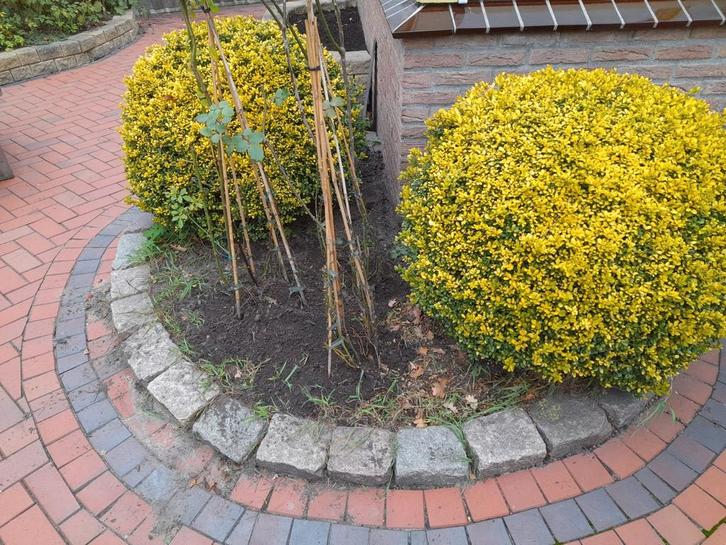 Gratis afhalen bolbuxus 2x (RIJSSEN), Tuin en Terras, Planten | Tuinplanten, Overige soorten, Volle zon, Ophalen