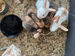 Baby konijntjes, Dieren en Toebehoren, Konijnen, Meerdere dieren, Dwerg, 0 tot 2 jaar