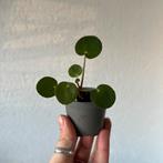 Baby Pilea, Ophalen, Overige soorten, Halfschaduw, Minder dan 100 cm