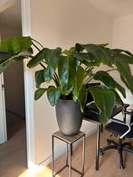 Strelitzia (eventueel met pot), Huis en Inrichting, Kamerplanten, Ophalen, Overige soorten