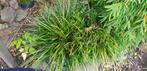 Carex Irish green. Zegge. Twee forse pollen., Tuin en Terras, Planten | Tuinplanten, Ophalen, Siergrassen, Halfschaduw