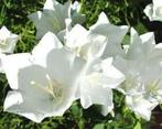 Platycodon grandiflora Fuji White, Ophalen of Verzenden, Voorjaar, Halfschaduw, Zaad