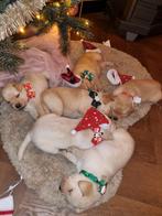 Prachtige labrador pups in huis opgegroeid, Rabiës (hondsdolheid), 8 tot 15 weken, Labrador retriever, Eén hond