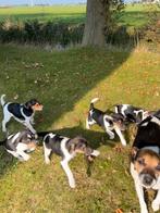 Boerenfox pups, 8 tot 15 weken, Meerdere, Meerdere dieren, Nederland