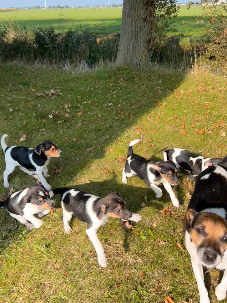 Boerenfox puppy (LAATSTE), Dieren en Toebehoren, Honden | Jack Russells en Terriërs, Meerdere dieren, Jack Russell Terriër, Particulier