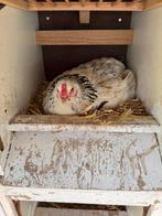 Kippen mix, Dieren en Toebehoren, Pluimvee, Vrouwelijk, Kip