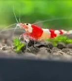 GEZOCHT crystal red / crystal black, Kreeft, Krab of Garnaal