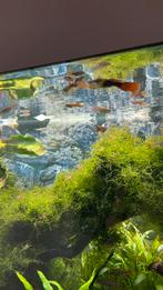 Guppy’s/ guppen, Dieren en Toebehoren, Vis